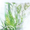 Parfum de mușcată – Luxuriance – Rivieres De Cartier | Cartier